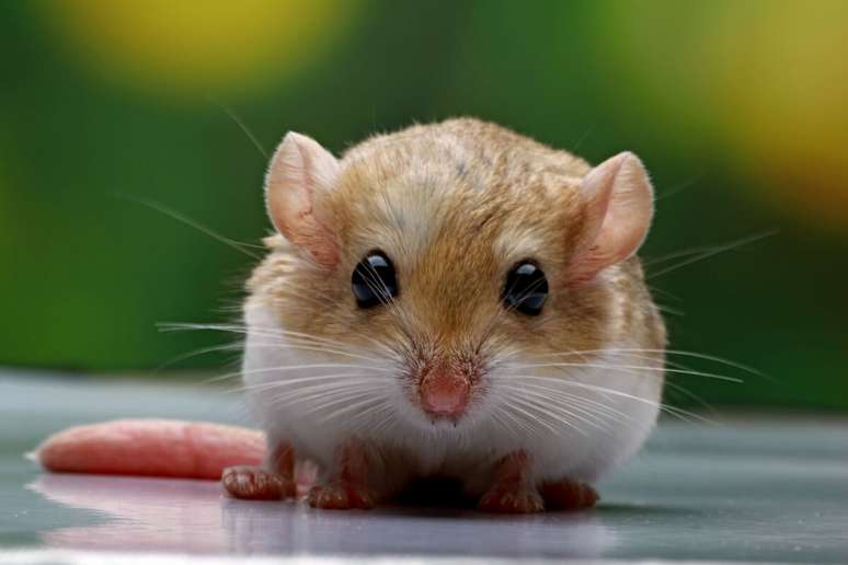 Gerbils are animals that need lots of space to run and explore. Gerbils are animals that need lots of space to run and explore.