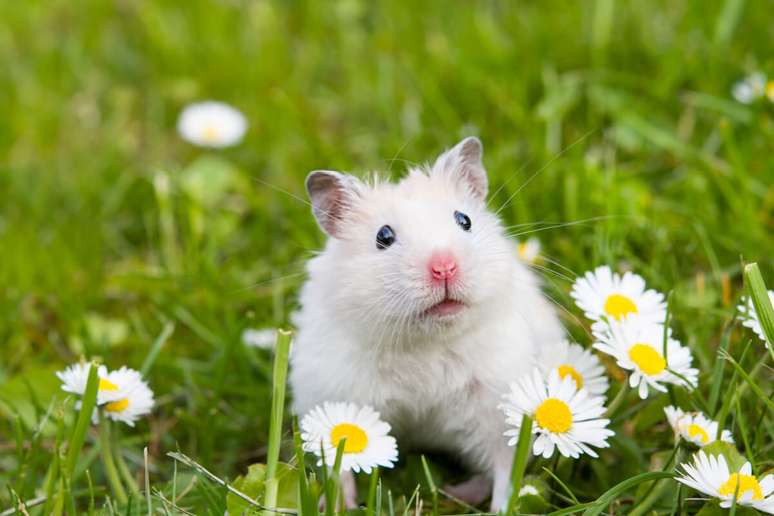 5 rodents that can be pets
