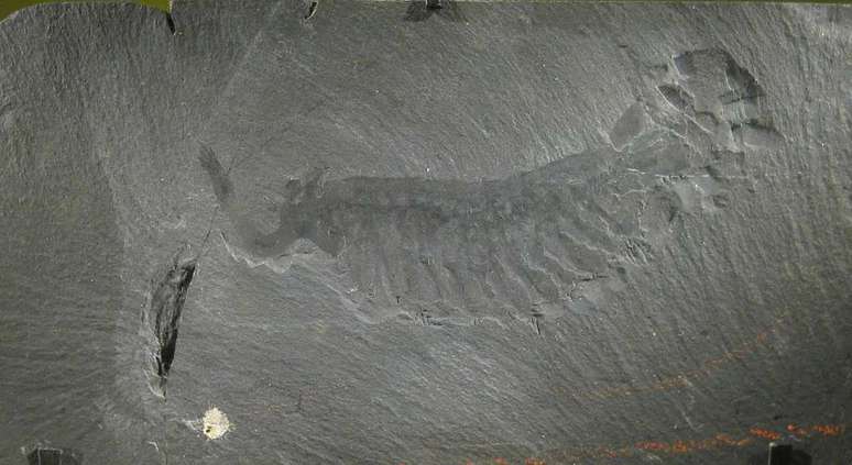A fossil of Opabinia regalis from the Burgess Shale, an animal species also found on Castle Bank whose fossil is quite rare (Image: Jstuby/Public Domain) A fossil of Opabinia regalis from the Burgess Shale, an animal species also found on Castle Bank whose fossil is quite rare (Image: Jstuby/Public Domain)