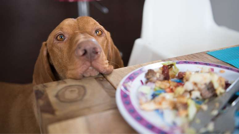 Saiba o que fazer quando o cão fizer aquele olhar de pet "pidão" - Shutterstock