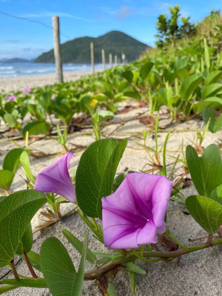 Área com jundu é protegida por cerca na Praia de Itamambuca, em Ubatuba