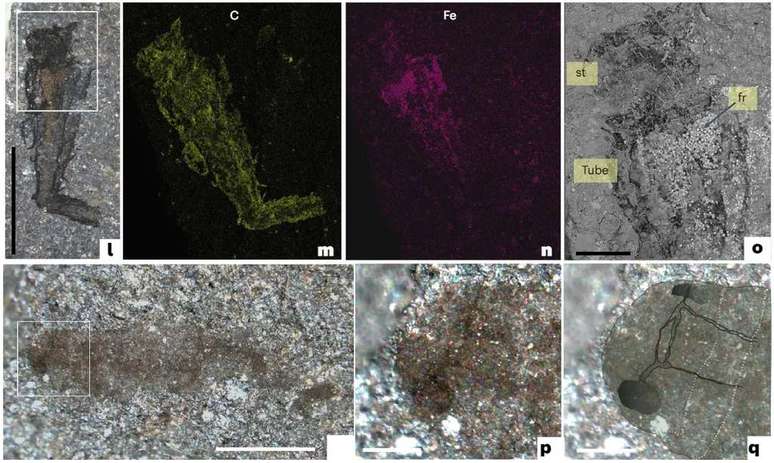 Details of Castle Bank's Ordovician fossils, including nerve tissue and eyes of unknown arthropods - bottom right (Image: Botting et al./Nature Ecology and Evolution) Details of Castle Bank's Ordovician fossils, including nerve tissue and eyes of unknown arthropods - bottom right (Image: Botting et al./Nature Ecology and Evolution)