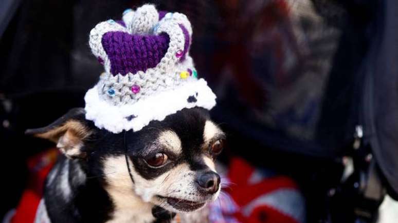 Coroas foram adotadas no visual de pets por todo o Reino Unido –