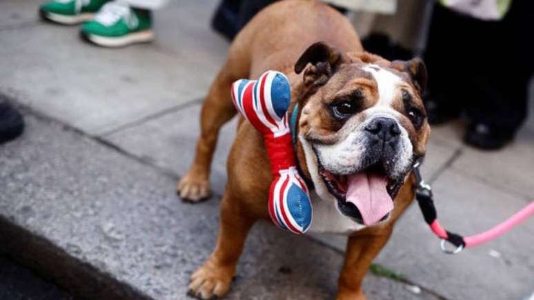 Já o Buldogue adicionou um toque fashion a sua gravata –