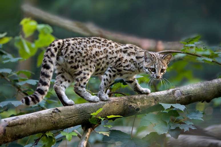 Wild cat 