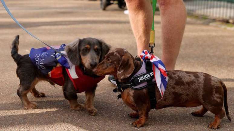 Cães da raça Dachshund se cumprimentam nas ruas de Londres –