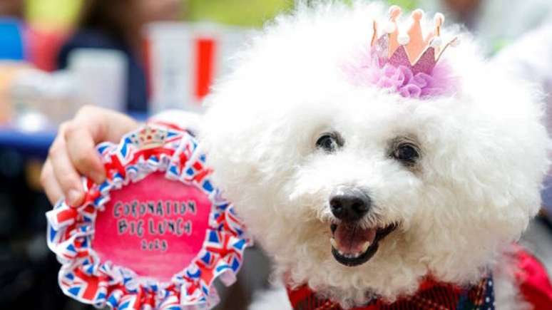 Poodle venceu competição pet de fantasias no dia da coroação do Rei Charles III –