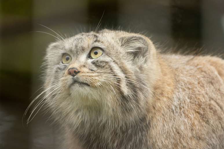 pallas cat 