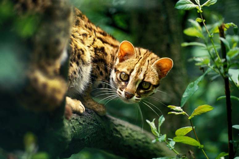 bengal cat 
