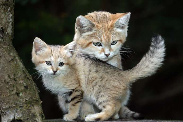 sand cat 