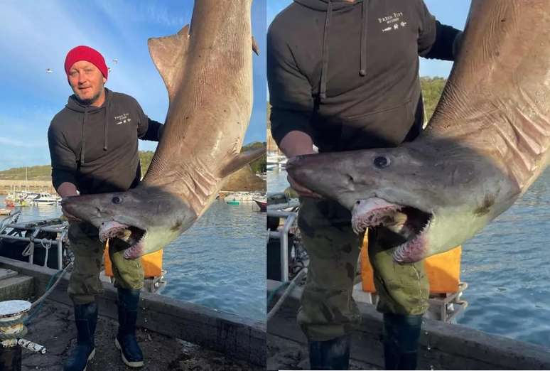 Tubarão raro foi encontrado morto por pescador na Inglaterra 