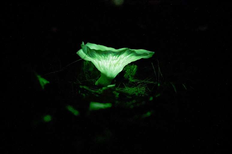 Cogumelos fantasmas podem ser encontrados crescendo em material vegetal em decomposição