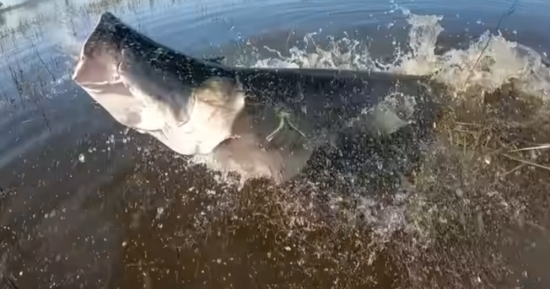 Pirarucu de 2,3 metros dá bote e 'estoura' boca de pescador