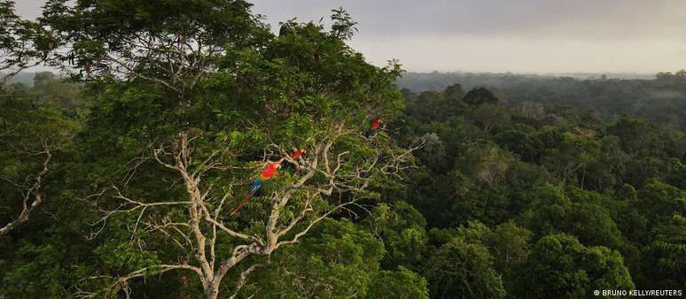 Floresta preservada vale, segundo documento, cerca de 317 bilhões de dólares por ano