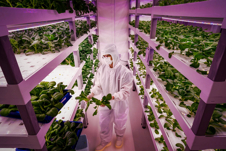 Especialistas explicam como funciona tecnologia por trás de fazenda vertical