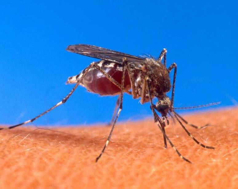 Casos de dengue no País.