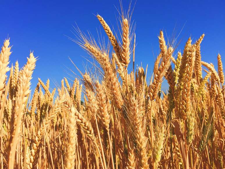 Farinha de trigo HB4, proveniente da versão transgênica da planta, já tinha consumo liberado no Brasil