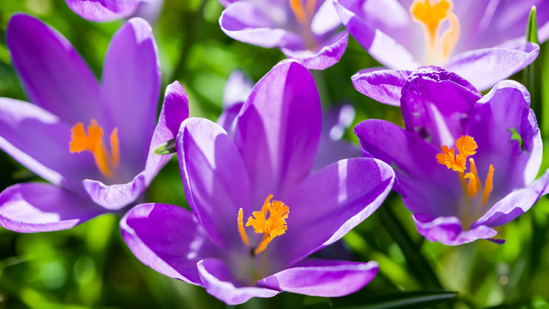 O aumento artificial da dura&ccedil;&atilde;o do dia, causado pela polui&ccedil;&atilde;o luminosa, pode mudar o padr&atilde;o de flora&ccedil;&atilde;o das plantas