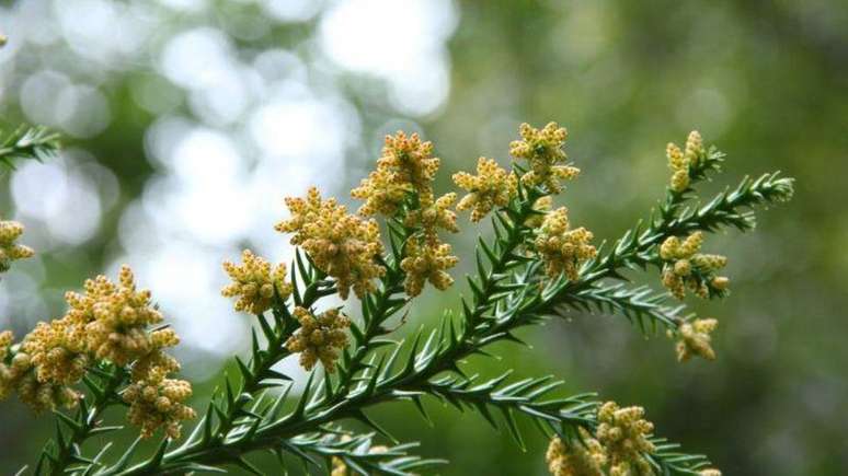 As flores masculinas do cedro japonês produzem pólen. Na mesma árvore, há flores masculinas e femininas