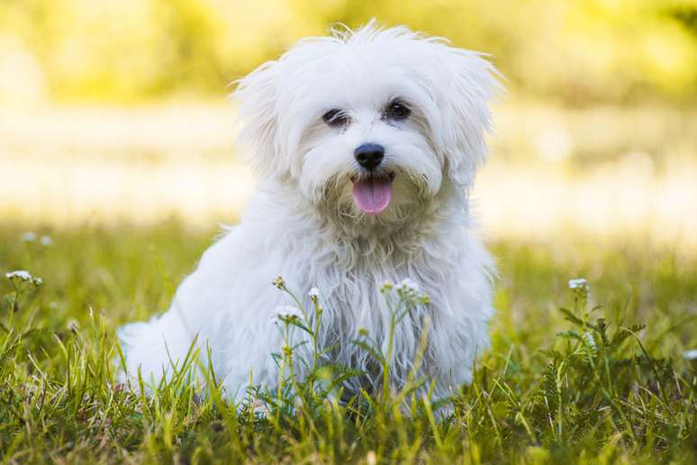 A pelagem também serve para proteger os cães 