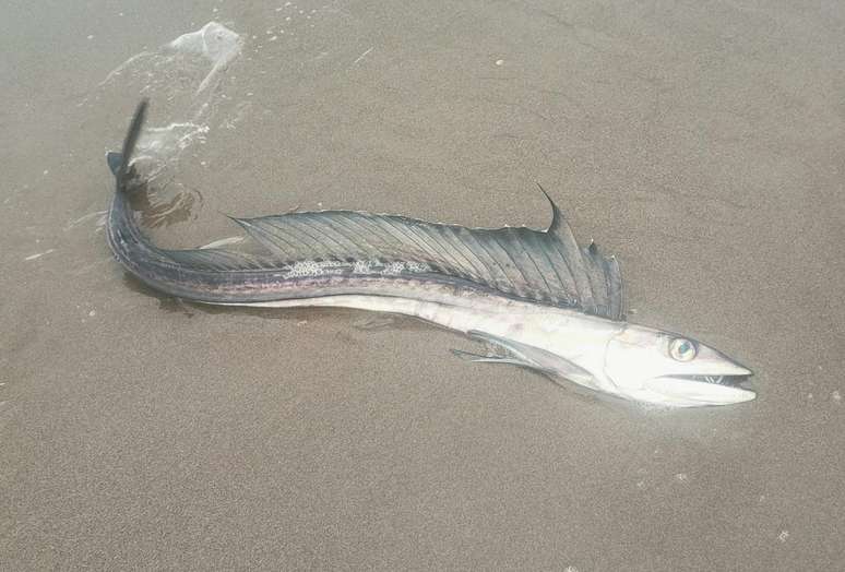 Peixes canibais com olhos gigantes e presas semelhantes a adagas têm surgido nos EUA