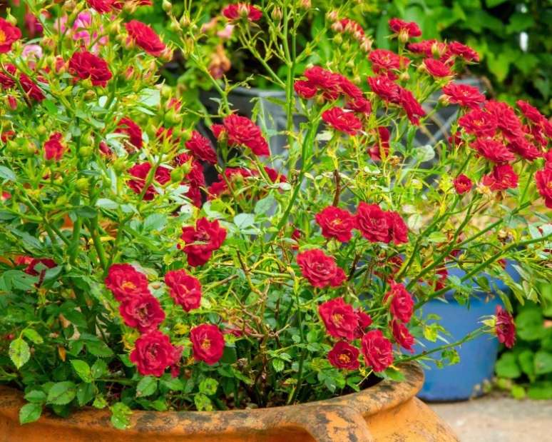 Rosas plantadas em vasos.