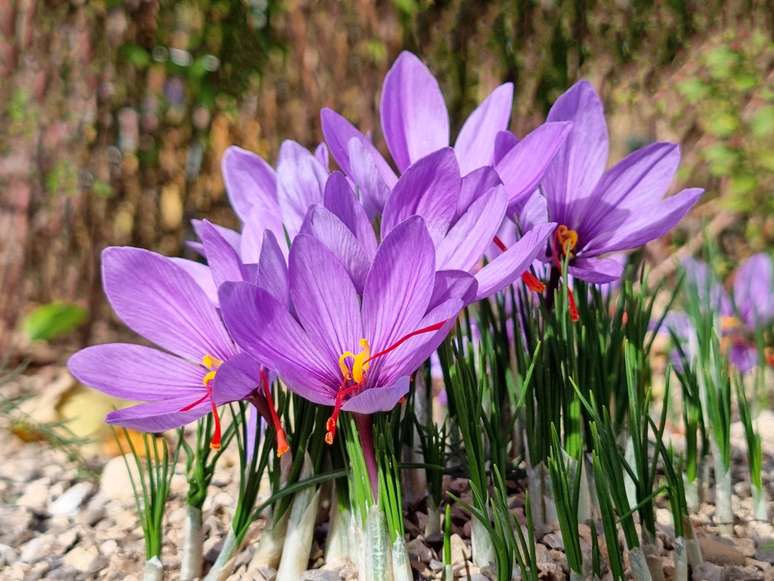 Flor Crocus sativus, de onde é tirado o açafrão