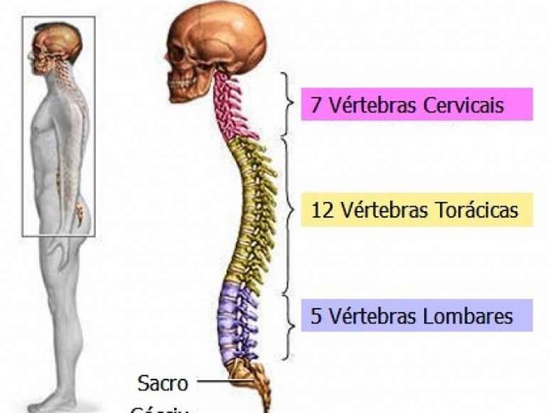 Formato da coluna vertebral humana.