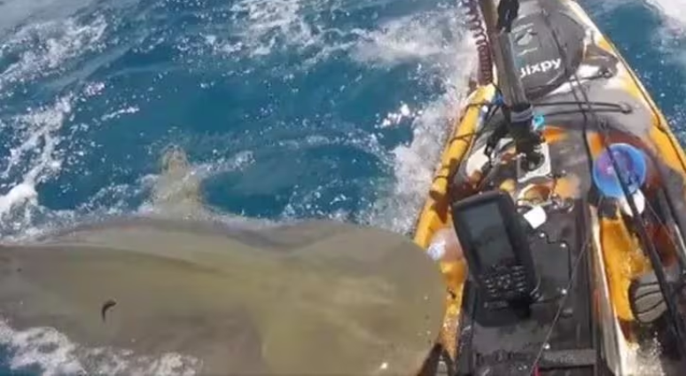 Pescador flagra momento que tubarão-tigre ataca o seu caiaque no Havaí