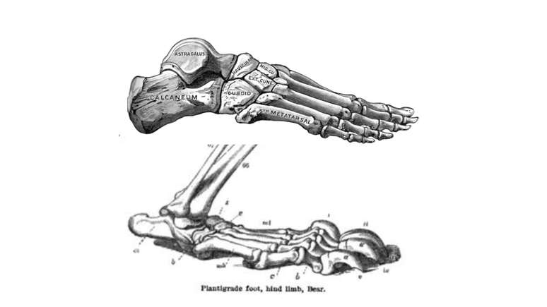 Anatomia de um pé humano (acima) e de uma pata de urso (abaixo)