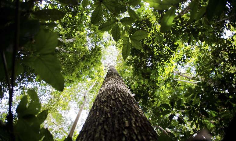 Nas profundezas da maior floresta tropical do mundo, o que a ciência sabe sobre a vida selvagem é tão limitado quanto a selva é vasta