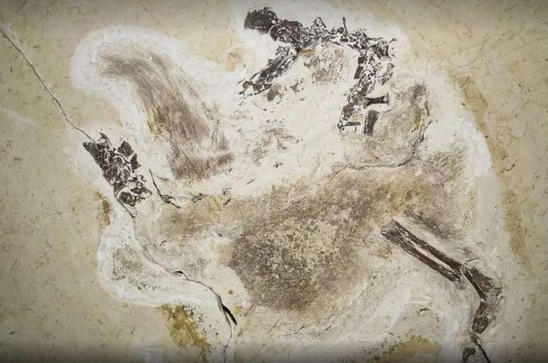 Fóssil do Ubirajara