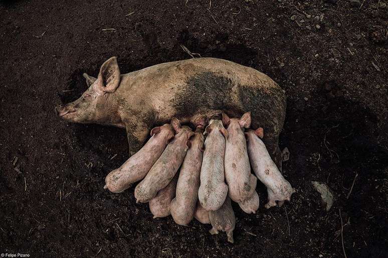 A sow and piglets