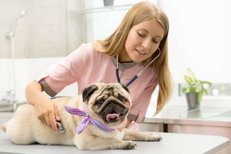 Para manter a saúde do pug em dia, é importante visitar um veterinário regularmente 