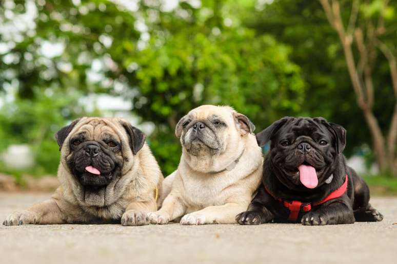 Os pugs têm temperamento amigável e sociável