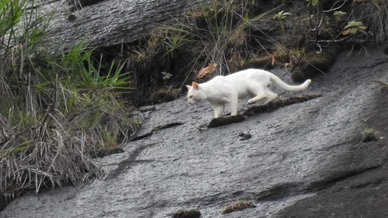 Imagem de suposta aparição da onça raríssima foi enviada ao ICMBio, mas se tratava de um gato