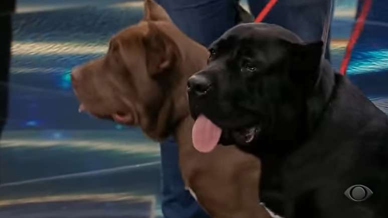 Apolo e Siena, cães de Faustão, apareceram em seu programa na Band