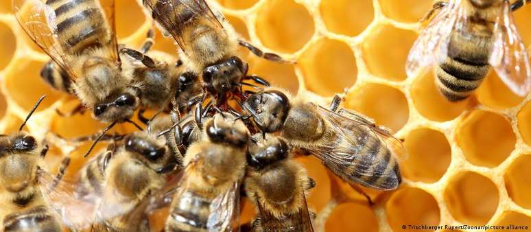 Desmatamento, queimadas, avanço da fronteira agrícola e secas mais frequentes causadas pelas mudanças climáticas provocam o desaparecimento de abelhas, aponta especialista