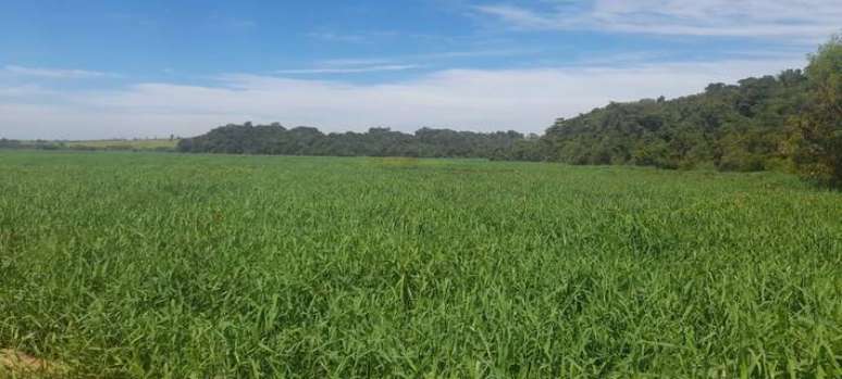 Plantas impedem navegação turística e prejudicam a pesca em trechos do Rio Tietê em Barra Bonita e no reservatório de Anhembi, no interior de São Paulo