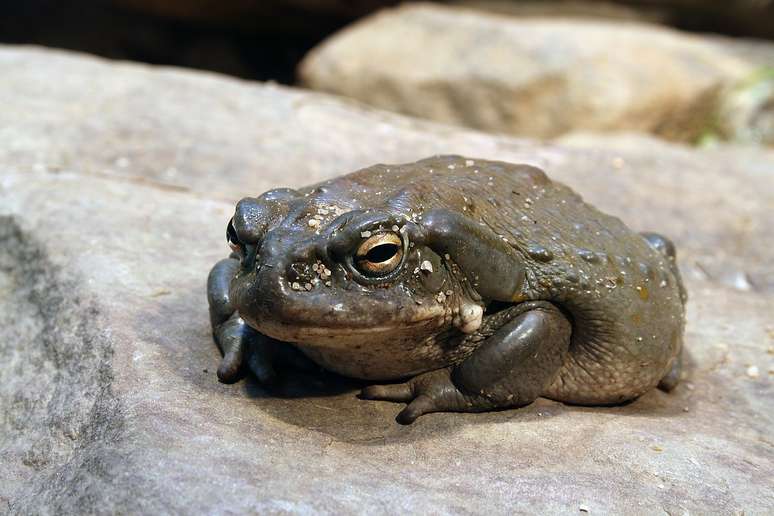 "Bufo" é extraído do Bufo alvarius, também conhecido como Incilius alvarius