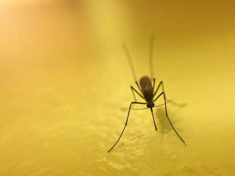 O odor corporal pode ser mais atraente aos mosquitos do que se pensava (Imagem: Twenty20photos/Envato)