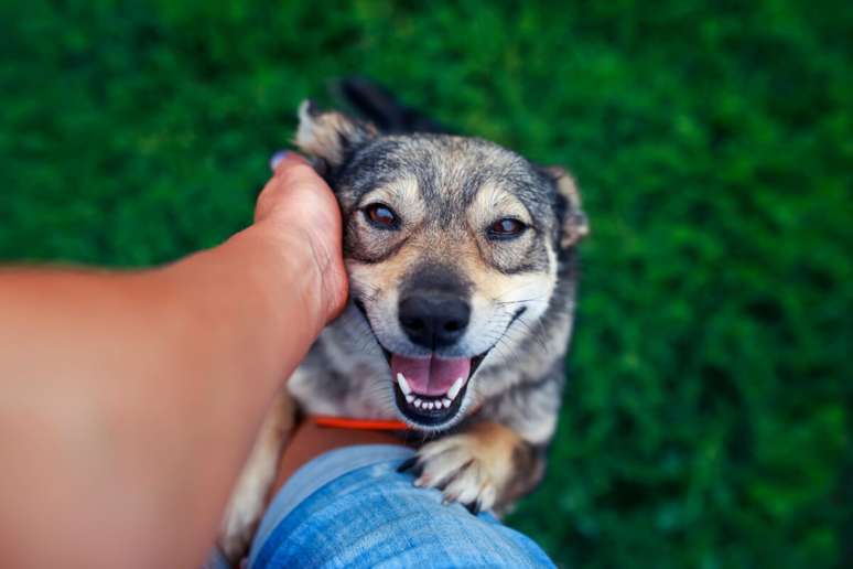 A maioria dos cães adora receber carinho na orelha 