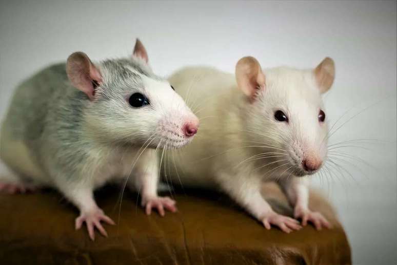 The benefits of blood donations among young and old have only been seen in rodents (Image: Bilanol/Envato)