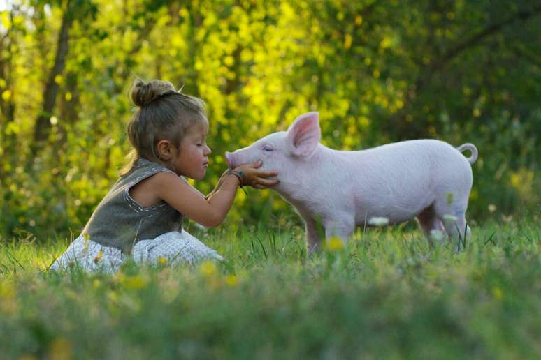 A expectativa de vida média de um porco doméstico varia de 12 a 20 anos 