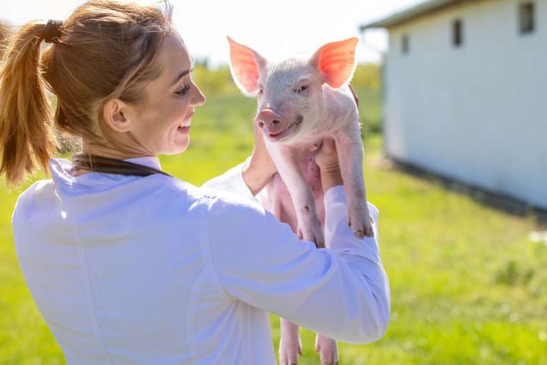 O porco é um animal inteligente, sociável e curioso