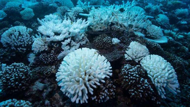 O estresse que as temperaturas mais altas geram nos ecossistemas se reflete na vida marinha: os corais são especialmente sensíveis às mudanças na temperatura da água, que podem causar seu branqueamento