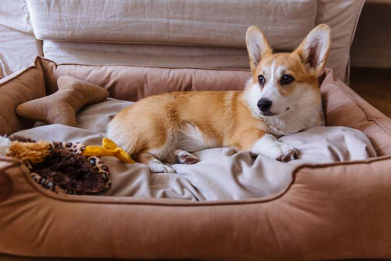 Escolha uma cama que se adeque ao comportamento do seu pet 