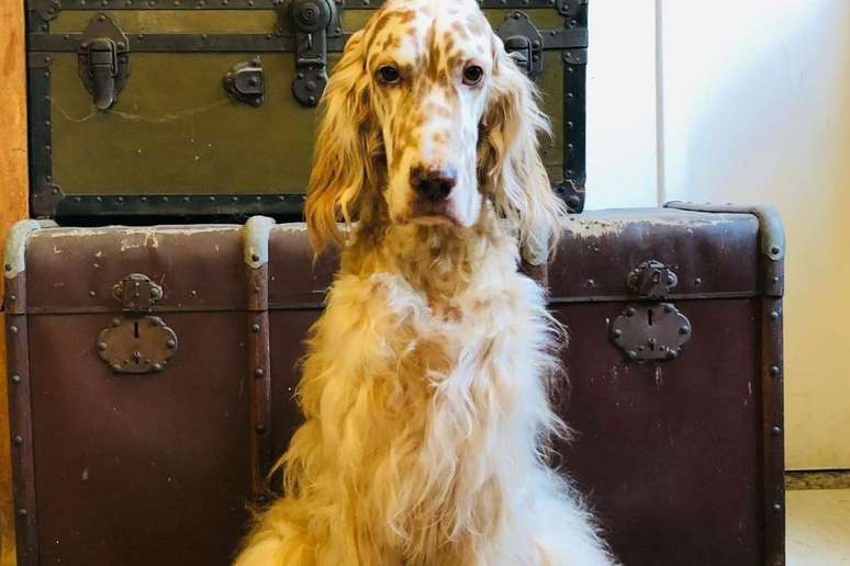 Cão 'Cazuza' em foto em frente ao baú em que corpo de Jeff foi encontrado