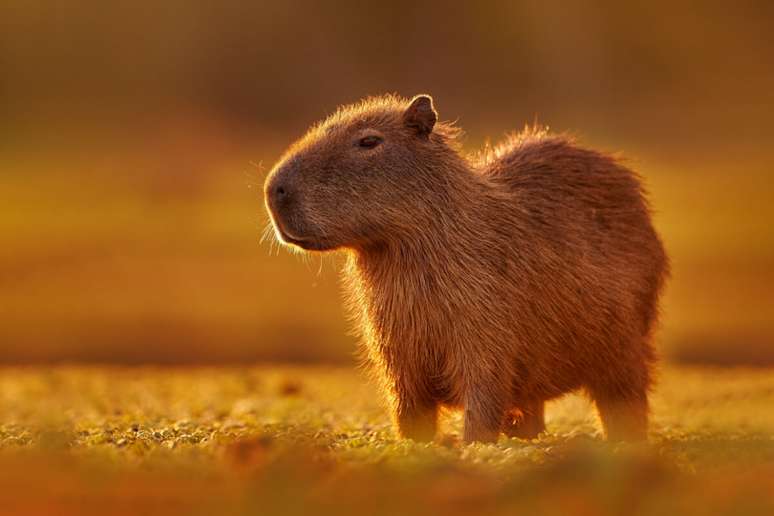 A capivara pode ser encontrada em áreas úmidas da América do Sul, como pântanos, rios e lagos