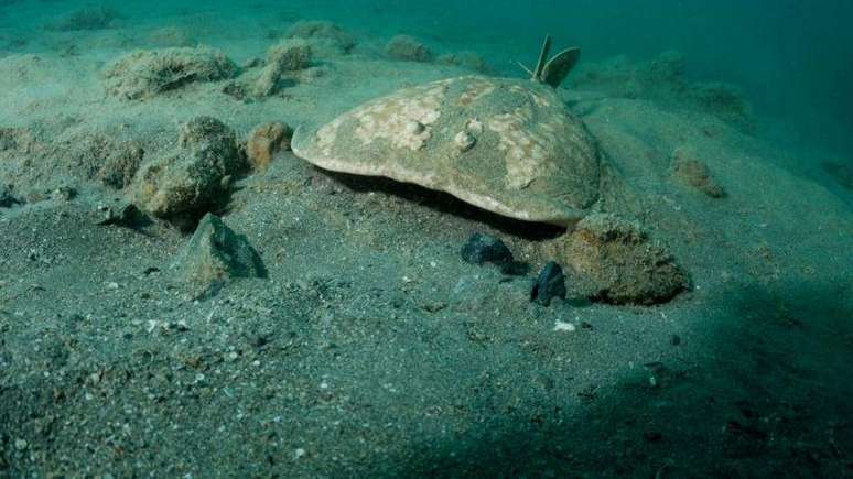Escrib&ocirc;nio Largo sugeriu colocar arraias-el&eacute;tricas sobre a cabe&ccedil;a dos pacientes para tratar a cefaleia